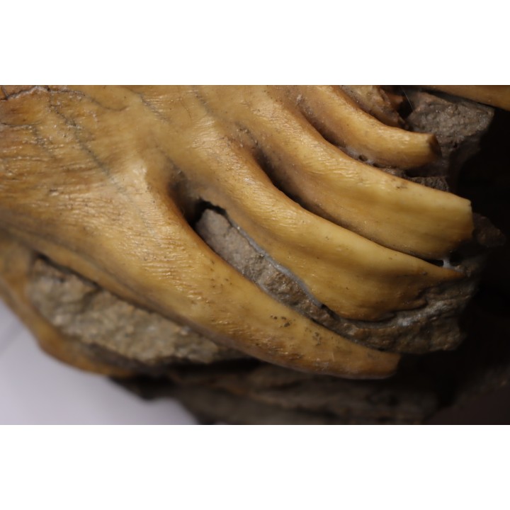 MAMMOTH TOOTH:  Mammuthus primigenius -  Pléistocène - North sea
