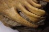 MAMMOTH TOOTH:  Mammuthus primigenius -  Pléistocène - North sea