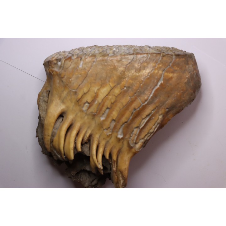 DENT DE MAMMOUTH sur sa mâchoire:  Mammuthus primigenius - Pléistocène   Mer du Nord