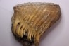 MAMMOTH TOOTH:  Mammuthus primigenius -  Pléistocène - North sea