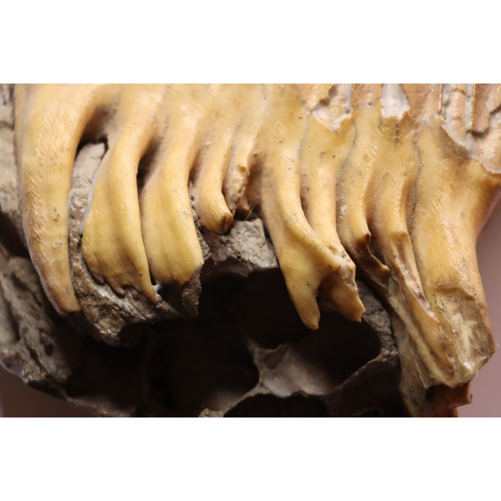 MAMMOTH TOOTH:  Mammuthus primigenius -  Pléistocène - North sea