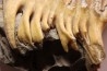 MAMMOTH TOOTH:  Mammuthus primigenius -  Pléistocène - North sea