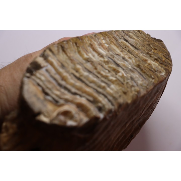 DENT DE MAMMOUTH sur sa mâchoire:  Mammuthus primigenius - Pléistocène   Mer du Nord