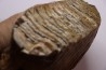 MAMMOTH TOOTH:  Mammuthus primigenius -  Pléistocène - North sea