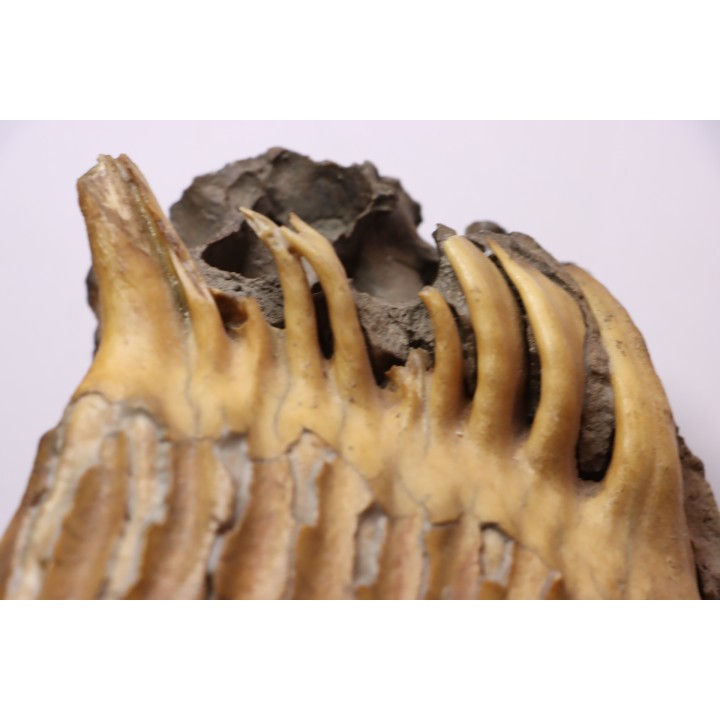 DENT DE MAMMOUTH sur sa mâchoire:  Mammuthus primigenius - Pléistocène   Mer du Nord