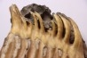 DENT DE MAMMOUTH sur sa mâchoire: Mammuthus primigenius - Pléistocène Mer du Nord