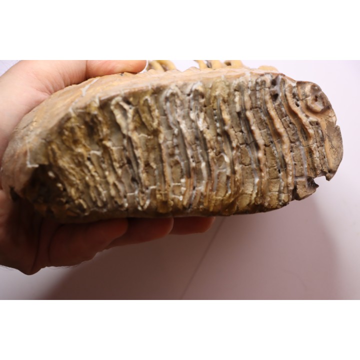 DENT DE MAMMOUTH sur sa mâchoire:  Mammuthus primigenius - Pléistocène   Mer du Nord