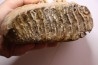 MAMMOTH TOOTH:  Mammuthus primigenius -  Pléistocène - North sea