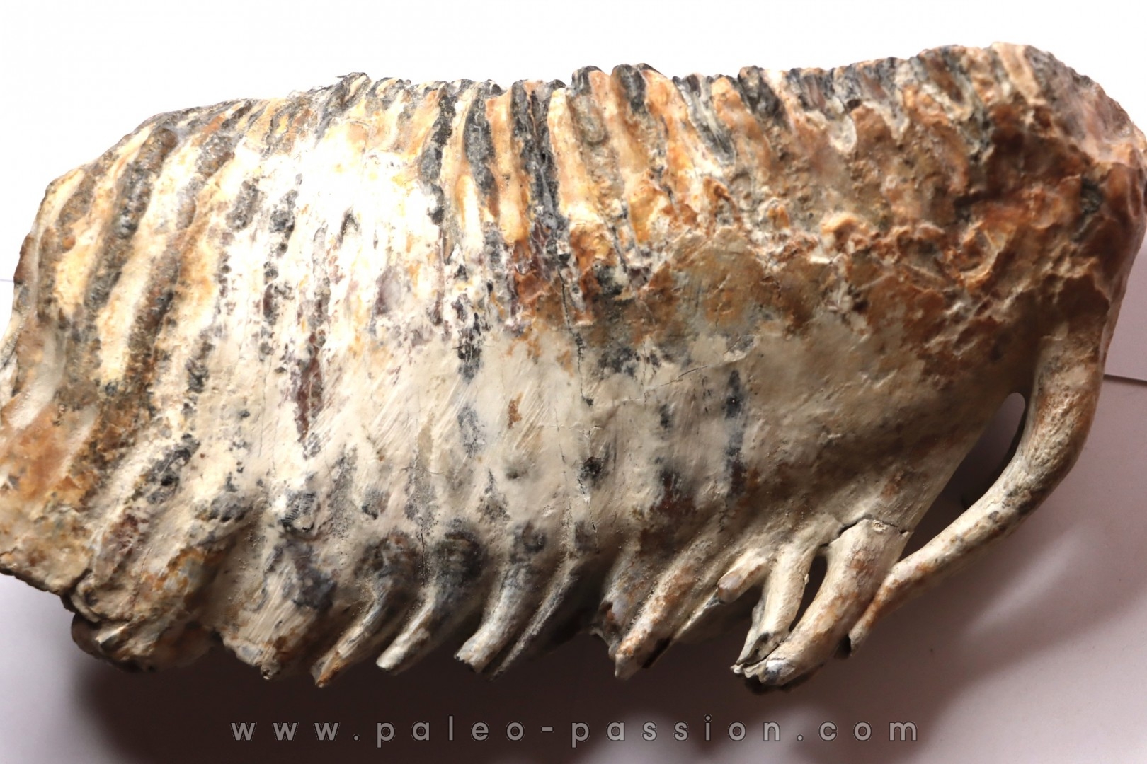 MAMMOTH TOOTH: Mammuthus primigenius - Pléistocène - North sea