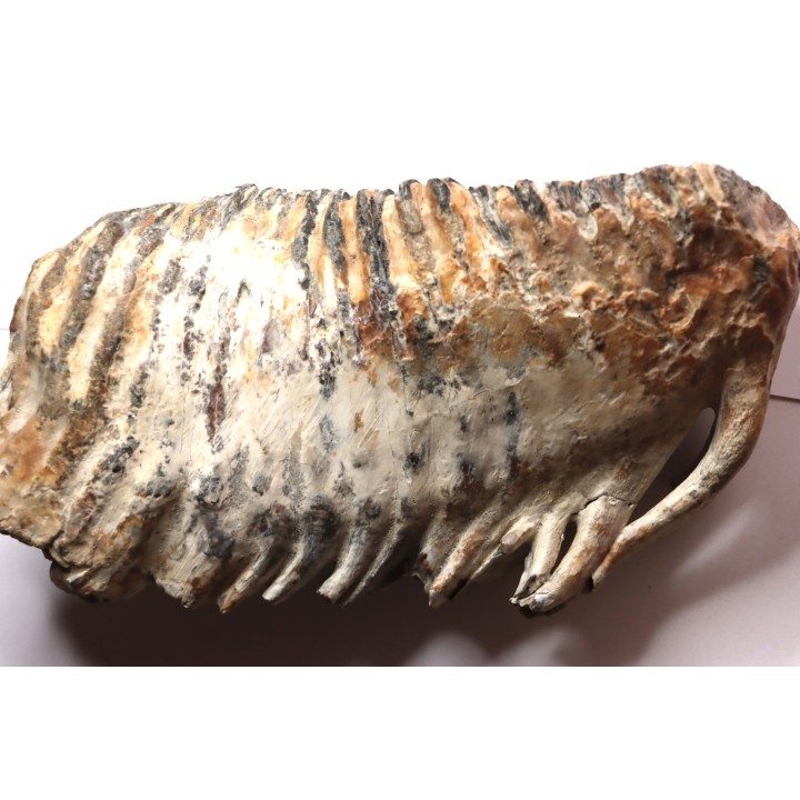 MAMMOTH TOOTH:  Mammuthus primigenius -  Pléistocène - North sea