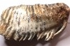 DENT DE MAMMOUTH:  Mammuthus primigenius - Pléistocène   Mer du Nord