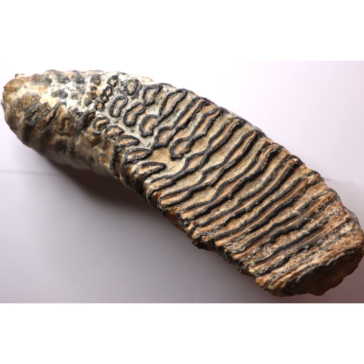 DENT DE MAMMOUTH:  Mammuthus primigenius - Pléistocène   Mer du Nord