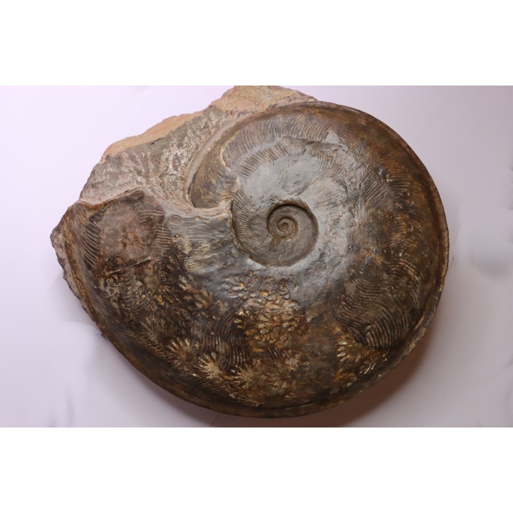 Harpoceras subplanatum - TOARCIEN - Carriere Belmont - FRANCE