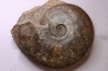 Harpoceras subplanatum - TOARCIEN - Carriere Belmont - FRANCE