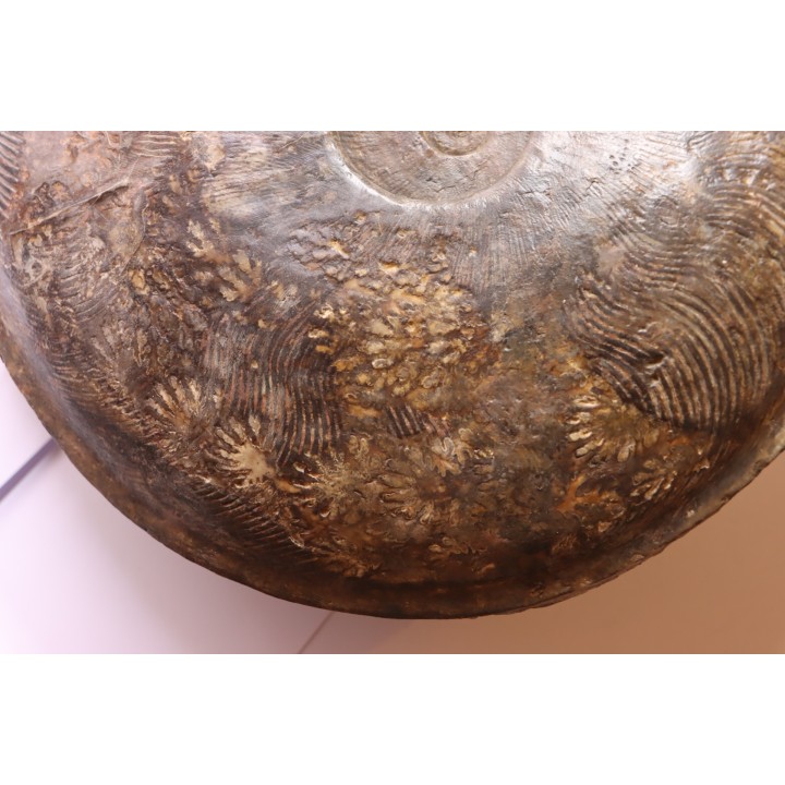 Harpoceras subplanatum - TOARCIEN - Carriere Belmont - FRANCE