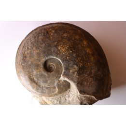 Harpoceras subplanatum - TOARCIEN - Carriere Belmont - FRANCE