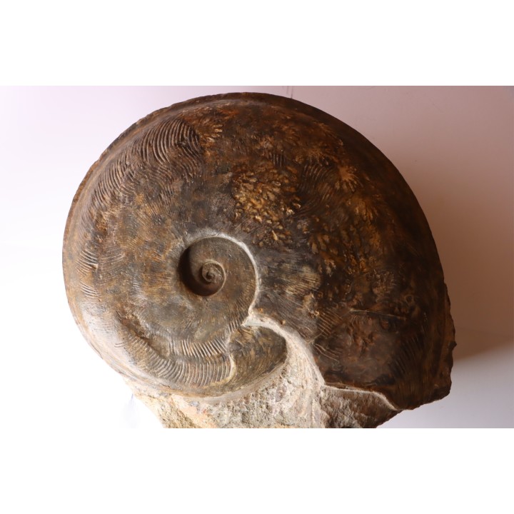 Harpoceras subplanatum - TOARCIEN - Carriere Belmont - LYON - FRANCE