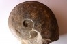 Harpoceras subplanatum - TOARCIEN - Carriere Belmont - FRANCE