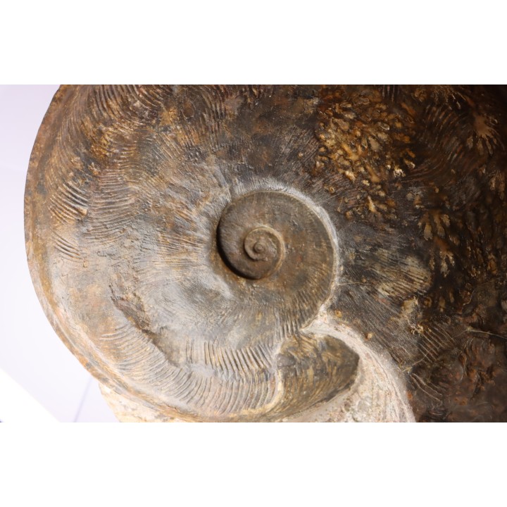 Harpoceras subplanatum - TOARCIEN - Carriere Belmont - FRANCE