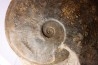Harpoceras subplanatum - TOARCIEN - Carriere Belmont - FRANCE