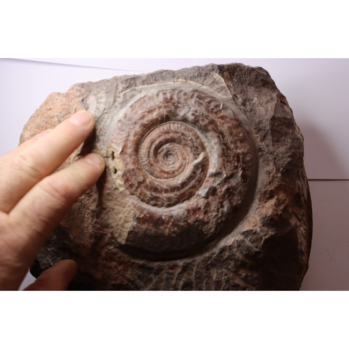 Harpoceras subplanatum - TOARCIEN - Carriere Belmont - LYON - FRANCE
