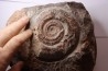 Harpoceras subplanatum - TOARCIEN - Carriere Belmont - LYON - FRANCE