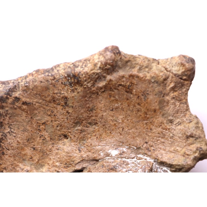 dinosaure freak: TRICERATOPS HORRIDUS
