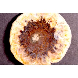 ARAUCARIA MIRABILIS