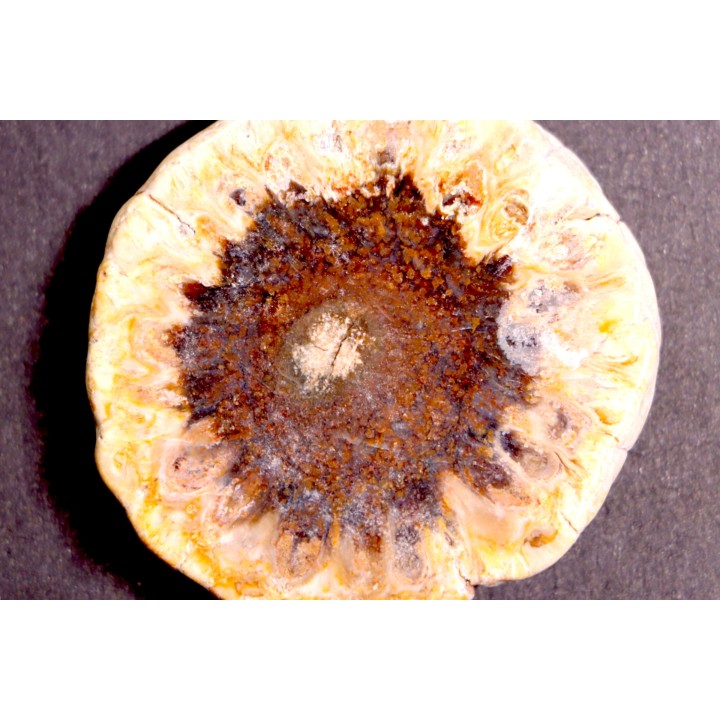 ARAUCARIA MIRABILIS