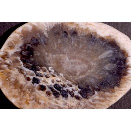 ARAUCARIA MIRABILIS
