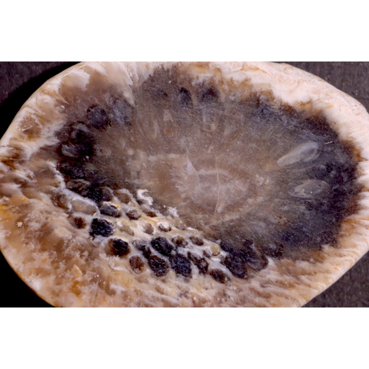 ARAUCARIA MIRABILIS