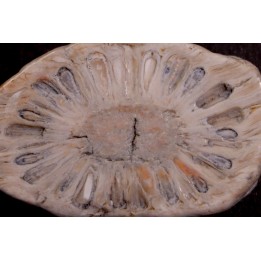 ARAUCARIA MIRABILIS