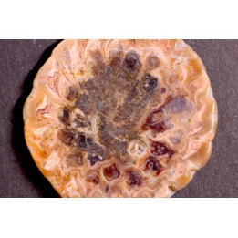 ARAUCARIA MIRABILIS