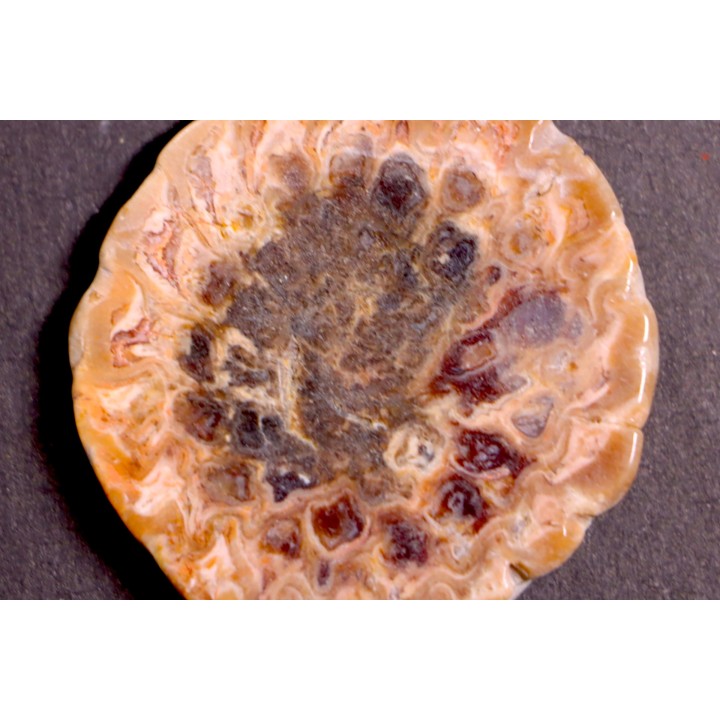 ARAUCARIA MIRABILIS