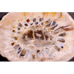 ARAUCARIA MIRABILIS