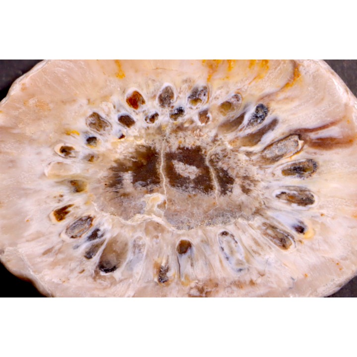 ARAUCARIA MIRABILIS