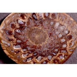 ARAUCARIA MIRABILIS