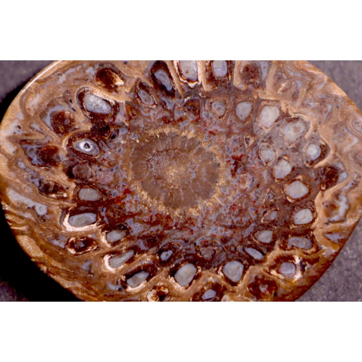 ARAUCARIA MIRABILIS