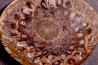 ARAUCARIA MIRABILIS