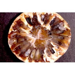 ARAUCARIA MIRABILIS