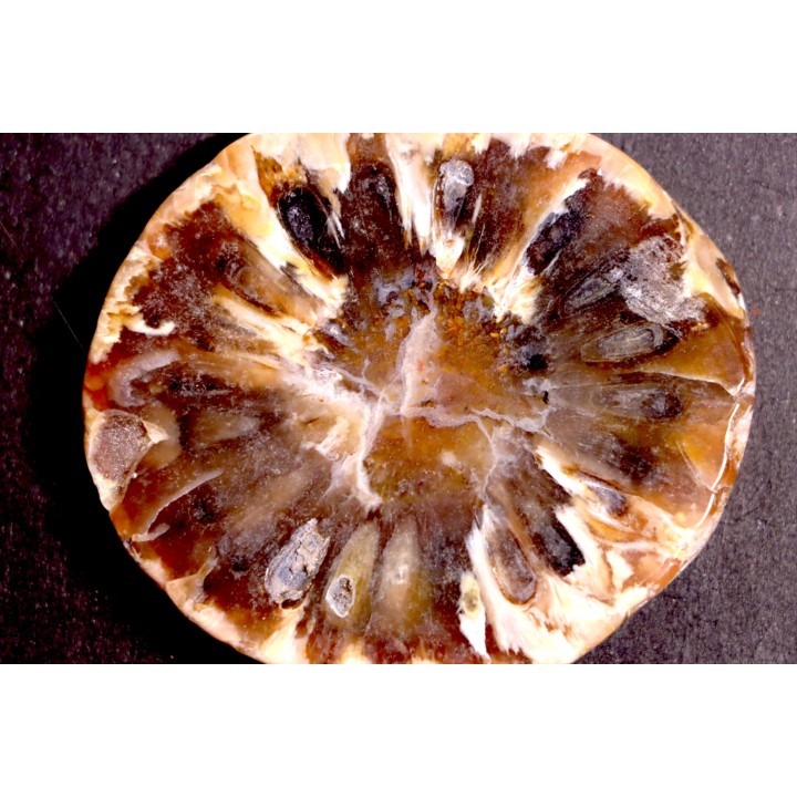 ARAUCARIA MIRABILIS