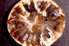 ARAUCARIA MIRABILIS
