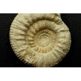Subgrossouvria crassa  - callovian - Montreuil Bellay - FRANCE