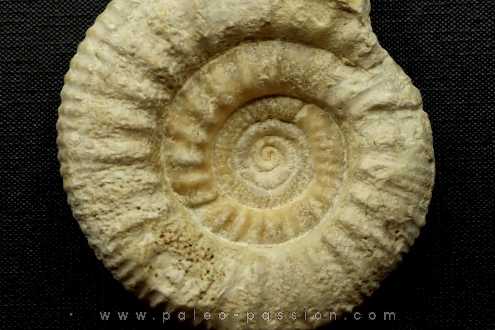 Subgrossouvria crassa - callovian - Montreuil Bellay - FRANCE