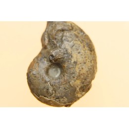 goniatite: MANTICOCERAS intumescens - upper Frasnian Mariembourg, BELGIUM