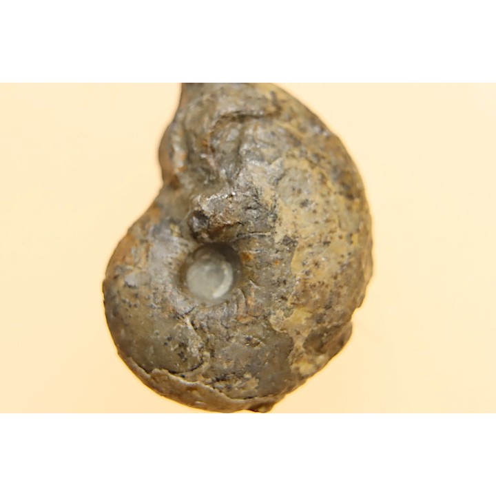 goniatite: MANTICOCERAS intumescens - Frasnien superieur - Mariembourg, BELGIQUE