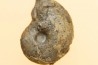 goniatite: MANTICOCERAS intumescens - Frasnien superieur - Mariembourg, BELGIQUE
