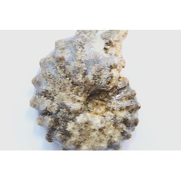 Mammites nodosoides - Turonian - Asfla – Goulmima – Morocco