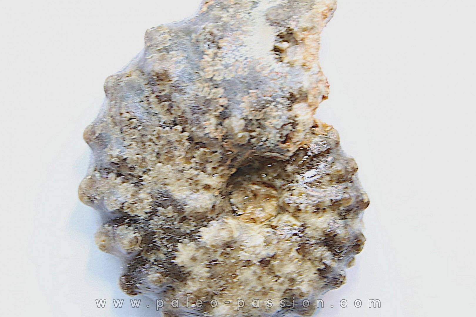 Mammites nodosoides - Turonien - Asfla – Goulmima – Maroc