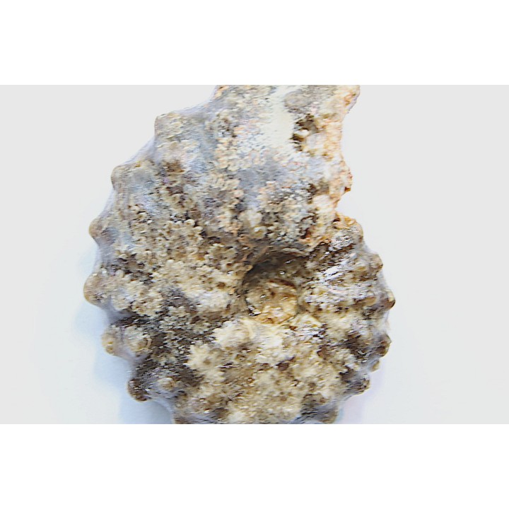 Mammites nodosoides - Turonien - Asfla – Goulmima – Maroc